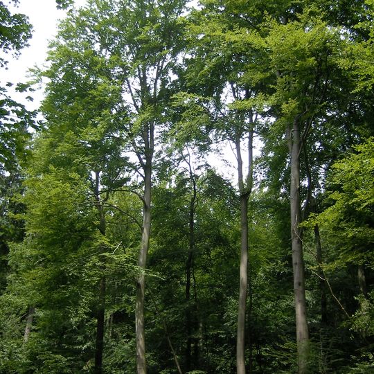 Seelbachs- und Eulenbruchswald