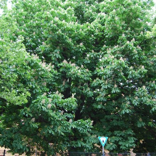 Balkan-Rosskastanie Franz-Jacob-Straße 16/18