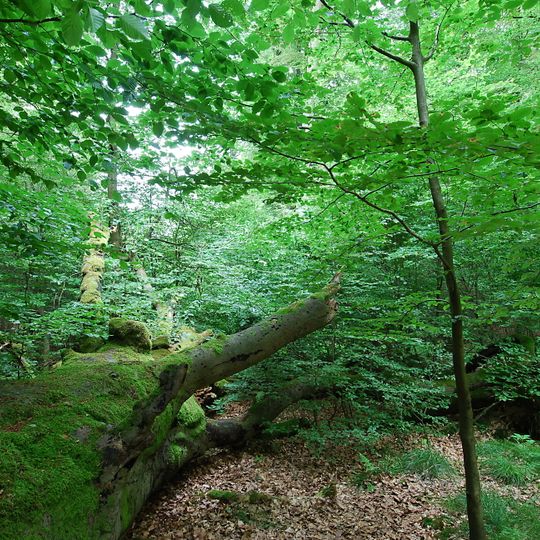 Waldreservat Obereimer