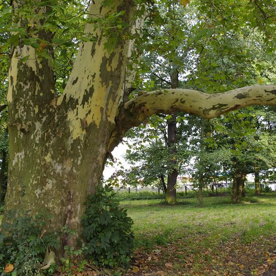 Palace park in Sułów