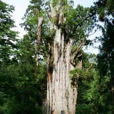Itoshiro Cedar