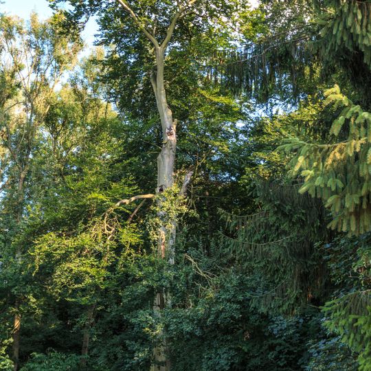 Buky lesní v Myslivně