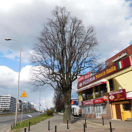 Hoser pyramidal oak in Warsaw
