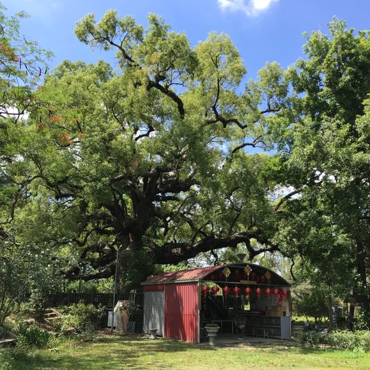 Chelongpu Camphor Tree Gong