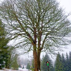 Klen v Horní Oboře