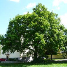 Pedunculate oak natural monument