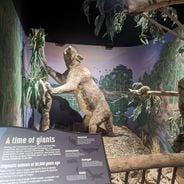 Queensland w Australii: miejsca przyrodnicze, plaże i rafy koralowe