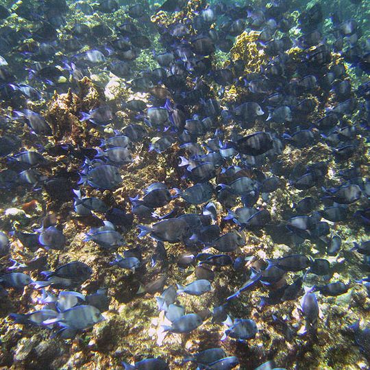 Buck Island Reef National Monument