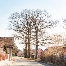 Dub letní / 7ks a jasan ztepilý / 1ks