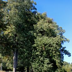 Lipová alej ke hřbitovu