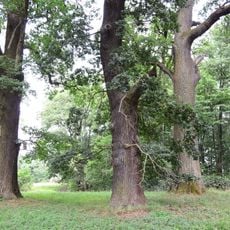Naturdenkmal Dreieichen im Blumberger Park