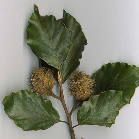 Rezerwat przyrody Dębowo