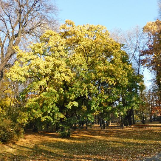 Monumental field maple in Kombatantów Park in Warsaw