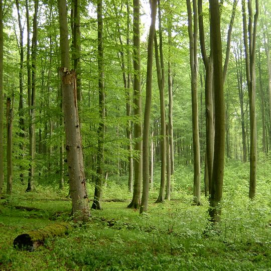 Nature reserve Źródliskowa Buczyna