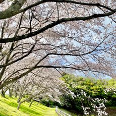 桜ヶ池