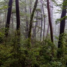 Victoria Forest Park