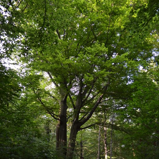 Buk lesní v Oboře Hvězda