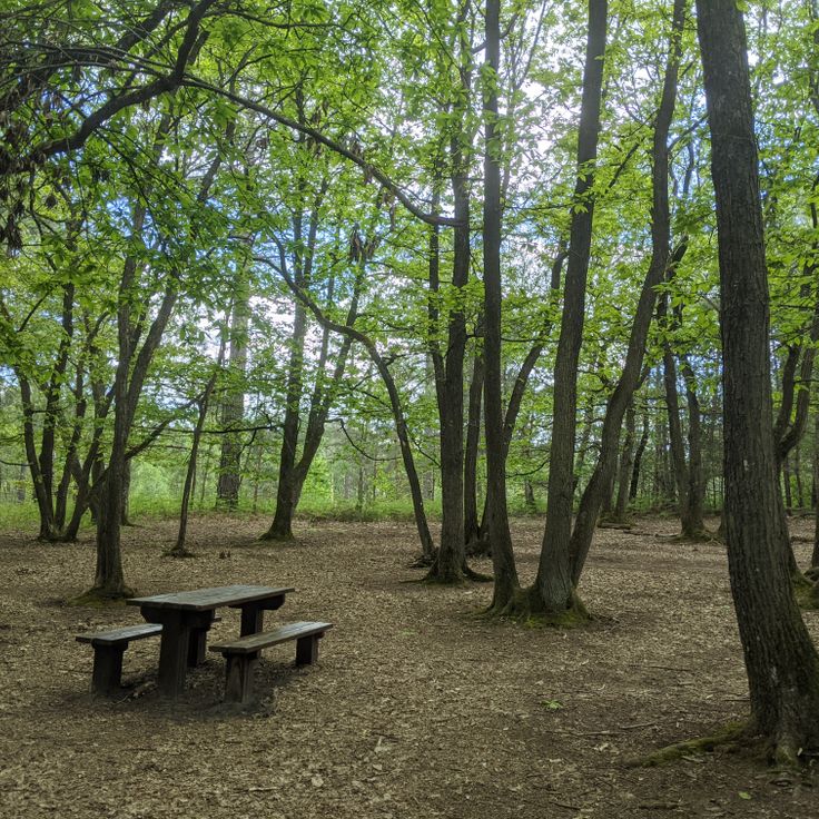 Forêt de la Roche Turpin