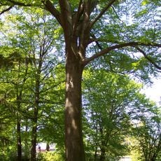 Buk u Libocké brány ve Hvězdě