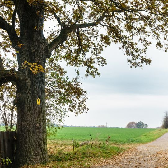 Tilia platyphyllos in Meltewitz
