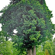 Lípy u kostela v Přílezech