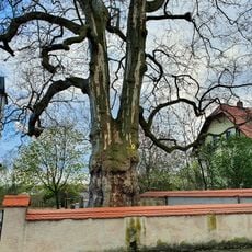 Platane am Kirchhof
