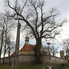 Lípa v Lobkovicích 1