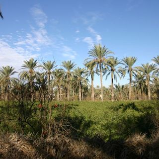 Gabès oasis