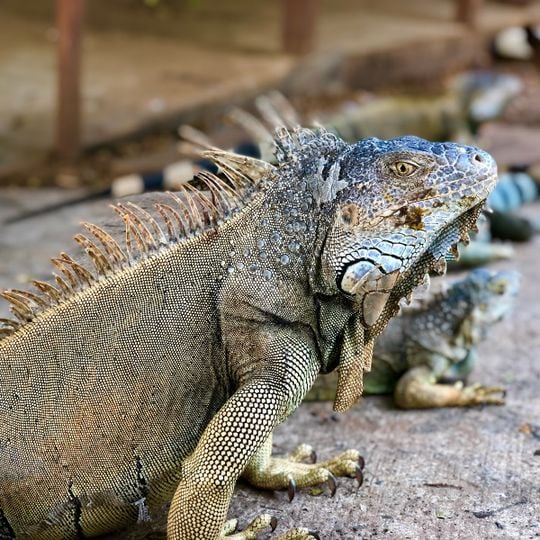Arch's Iguana and Marine Park