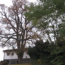 Winterlinde am Friedhof