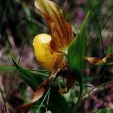Lake Bronson State Park