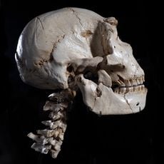 Museum of Human Evolution