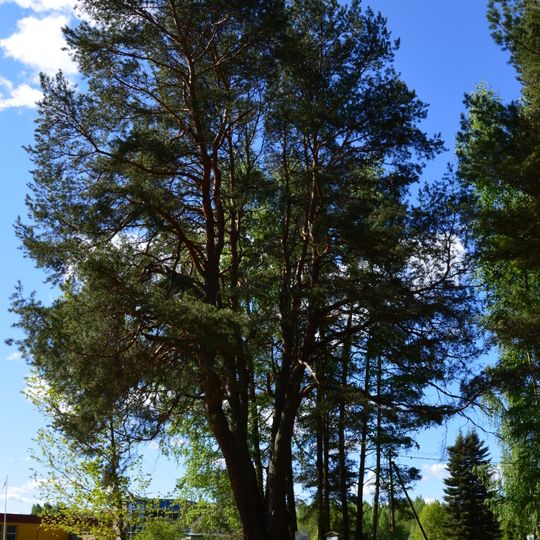 Verhulitsa Laudsi pettäi