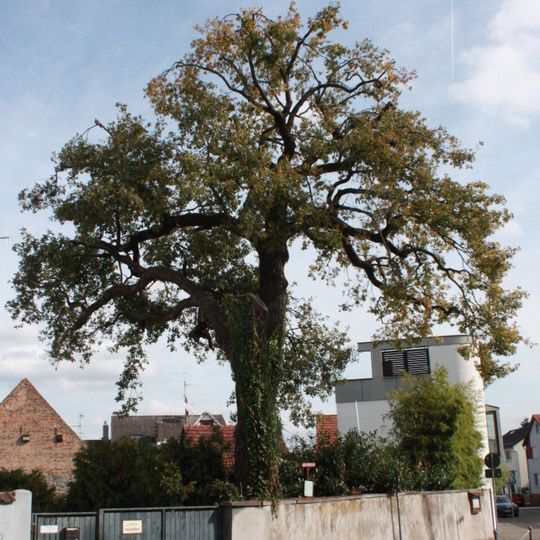 Wolfseiche von Lorsch