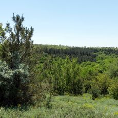 Afforestation of soil