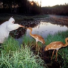 Oksky Nature Reserve