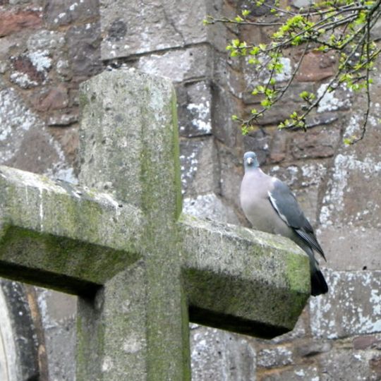 Churchyard cross 3m south of Bradninch church