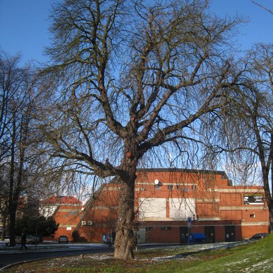 Jírovec stěhovavý