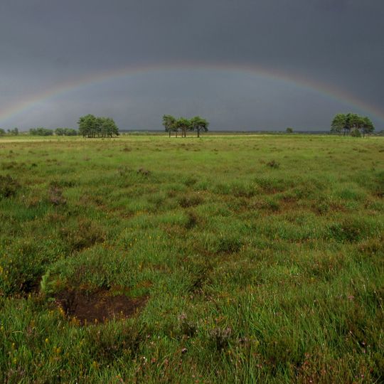 Moor- und Heidegebiete im Truppenübungsplatz Munster-Süd