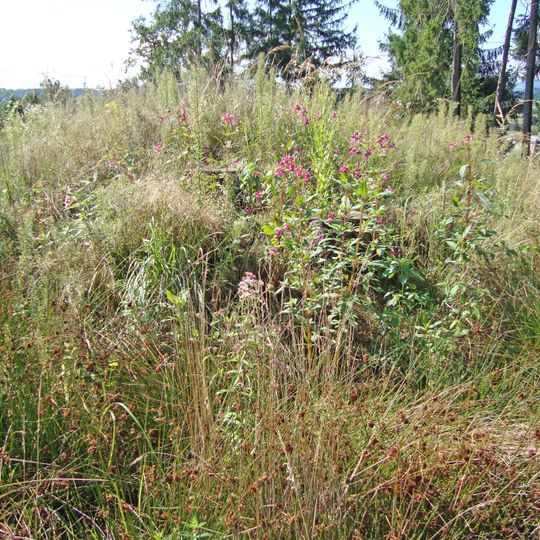 Hügelgräber Pichlberg