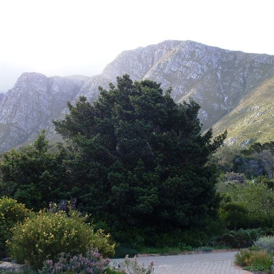 Harold Porter National Botanical Garden