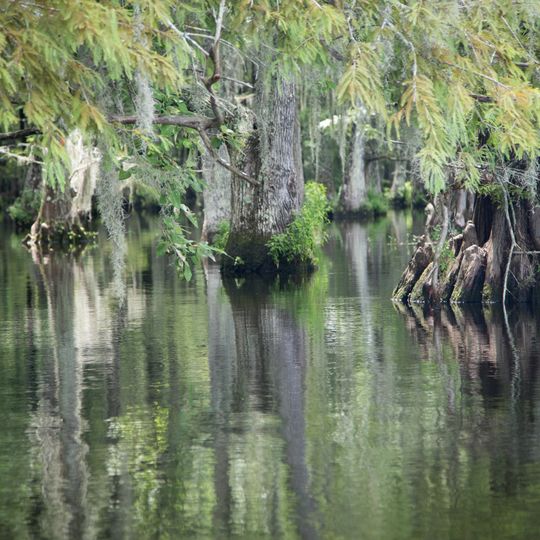 Louisiana State Arboretum