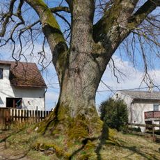 Lípa ve Staré Pasečnici