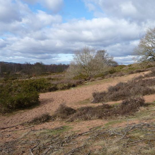 Hartlebury Common