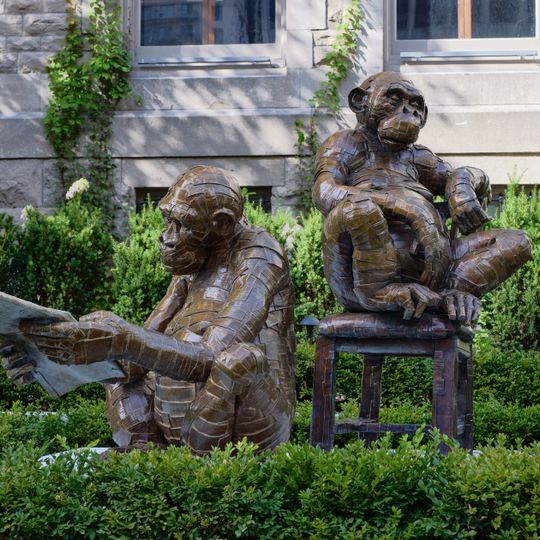 La réflexion du chimpanzé