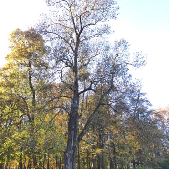 Park Boženy Němcové