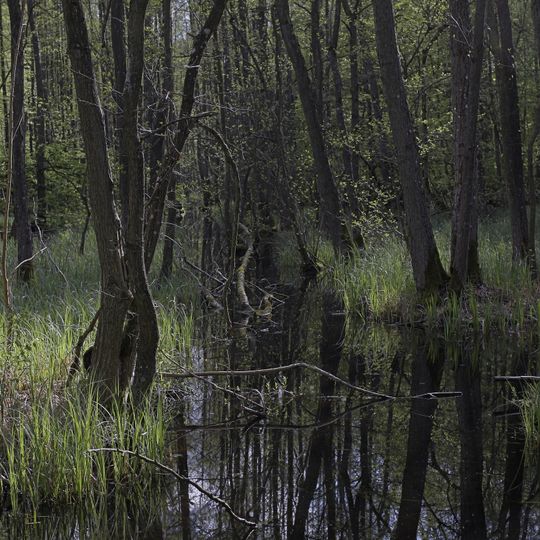 Drosedower Wald und Woldeforst