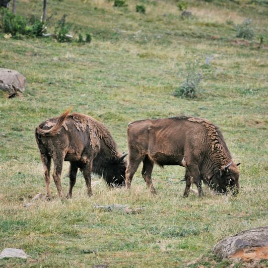 Parque Faunístico de Lacuniacha