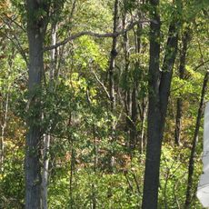 Laumeier Sculpture Park