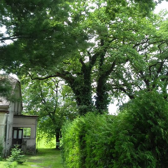 Duby letní v Běstvině